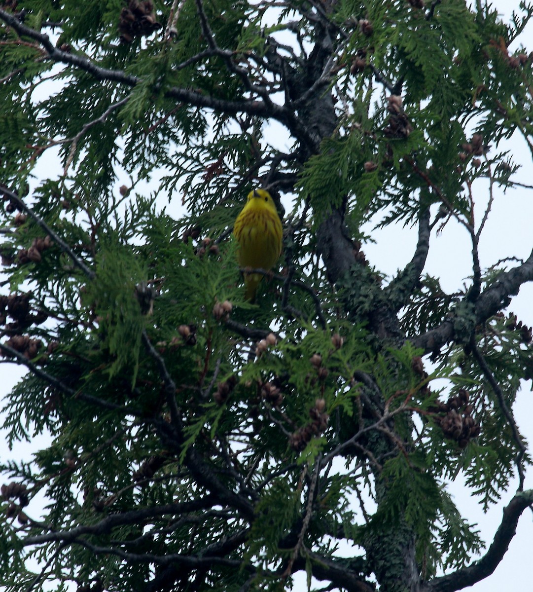 Northern Yellow Warbler - ML646691753