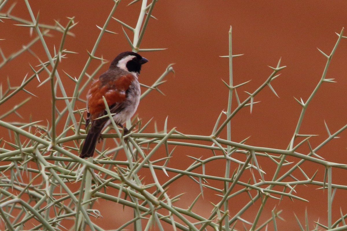 Cape Sparrow - ML646691758