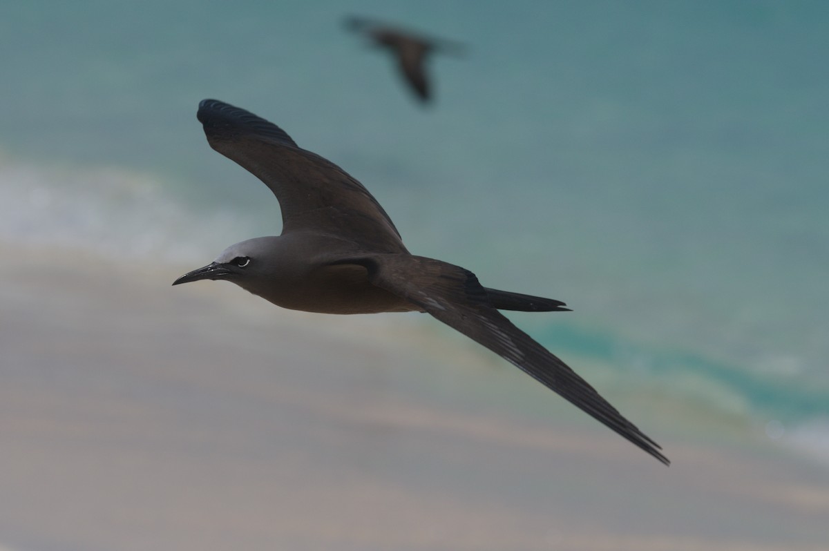 Brown Noddy - ML646691759