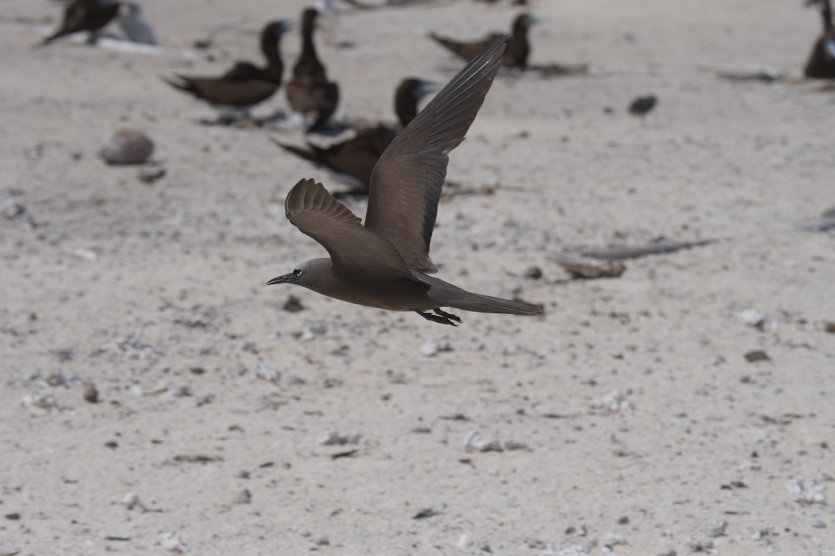 Brown Noddy - ML646691762