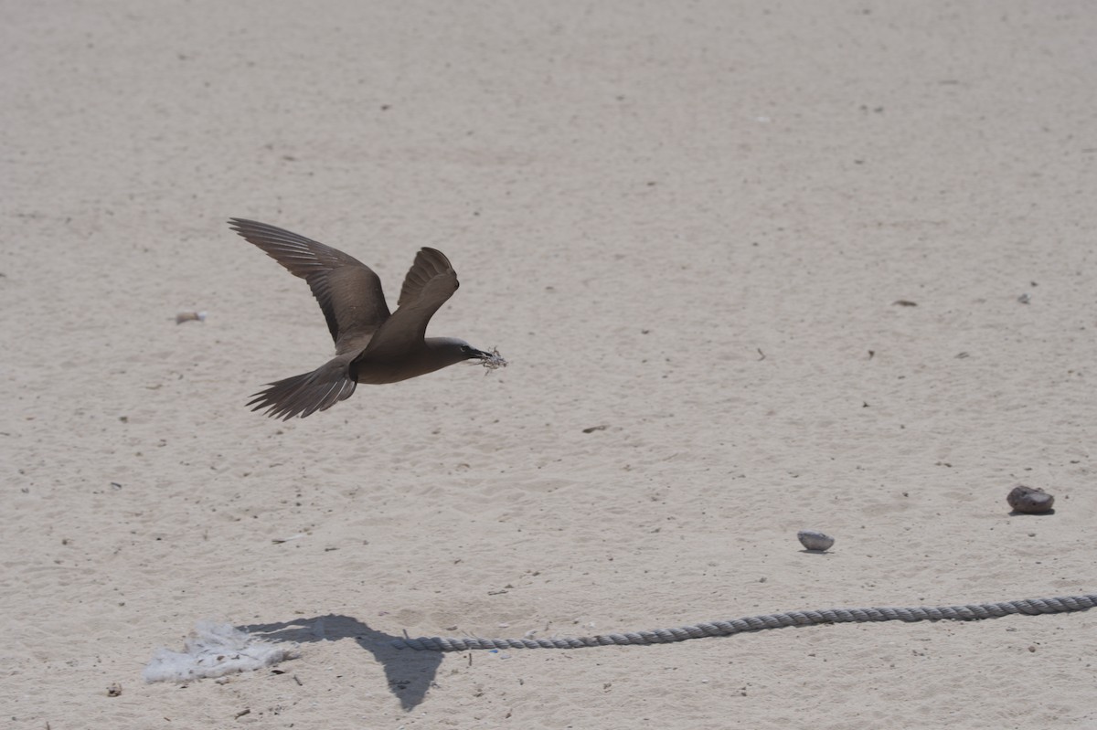 Brown Noddy - ML646691763