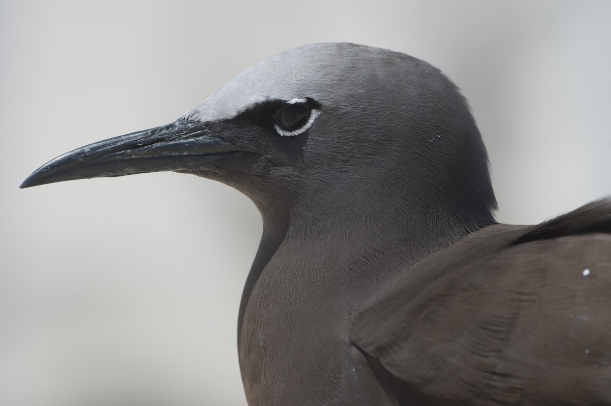 Brown Noddy - ML646691764