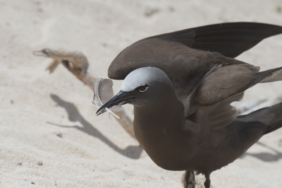 Brown Noddy - ML646691765