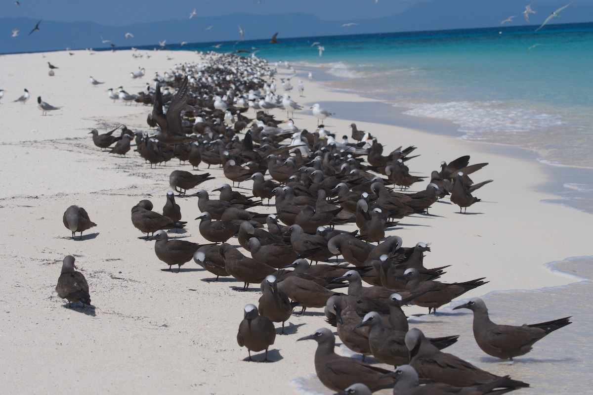 Brown Noddy - ML646691766