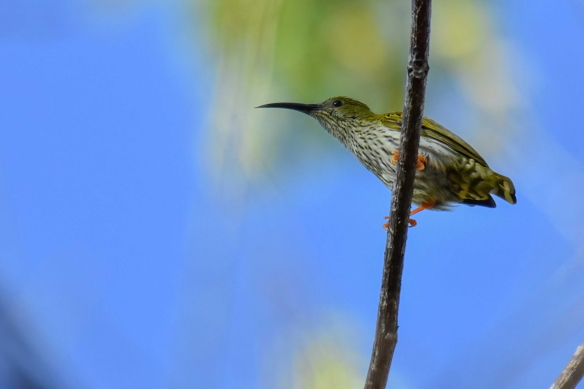 Streaked Spiderhunter - ML646691768