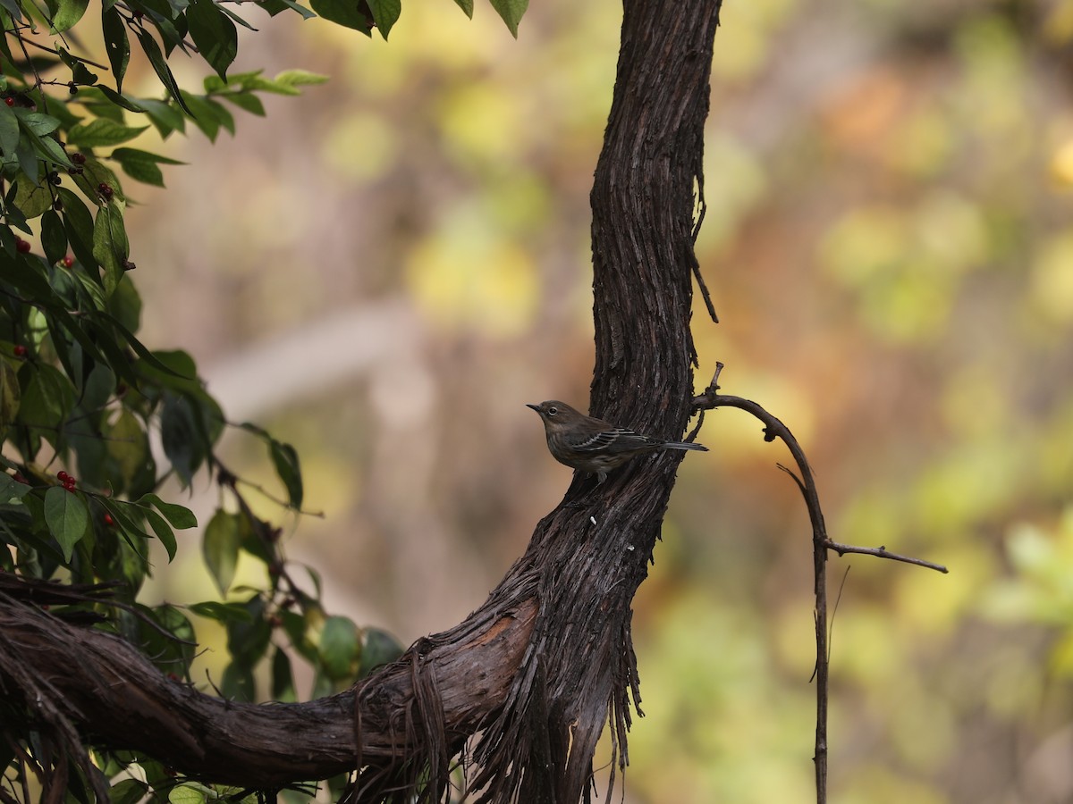 Yellow-rumped Warbler (Myrtle) - ML646691781
