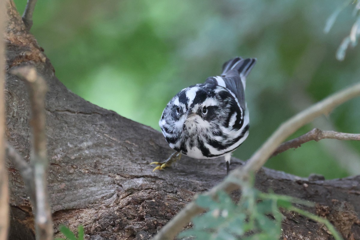 Black-and-white Warbler - ML646691782
