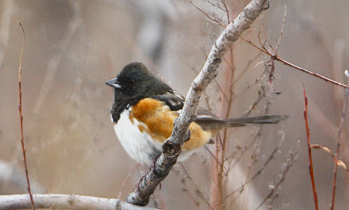 Spotted Towhee - ML646691783