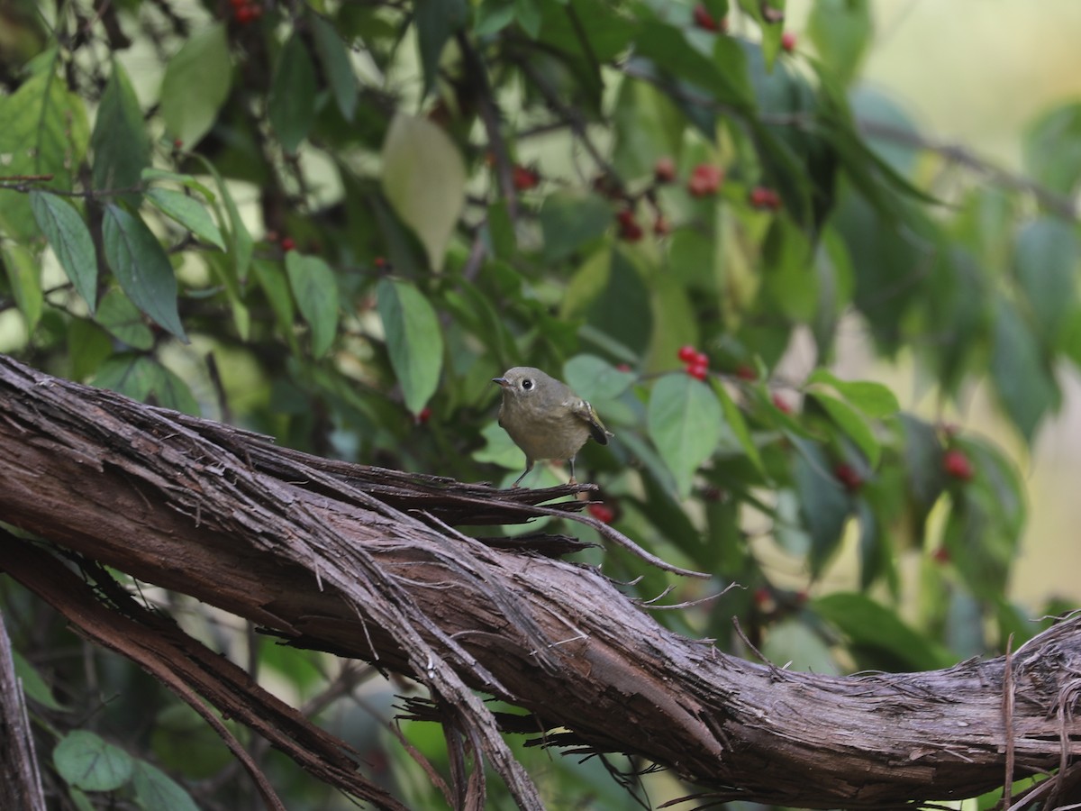 Ruby-crowned Kinglet - ML646691784