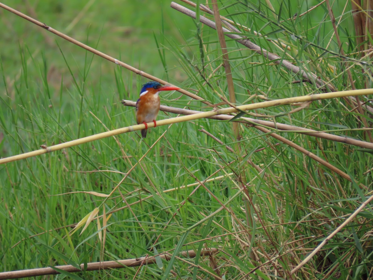 Malachite Kingfisher - ML646691785