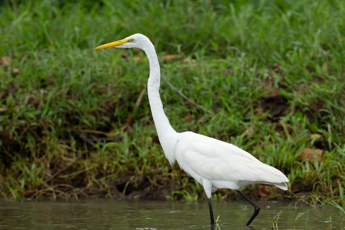 Airone bianco maggiore - ML646691786