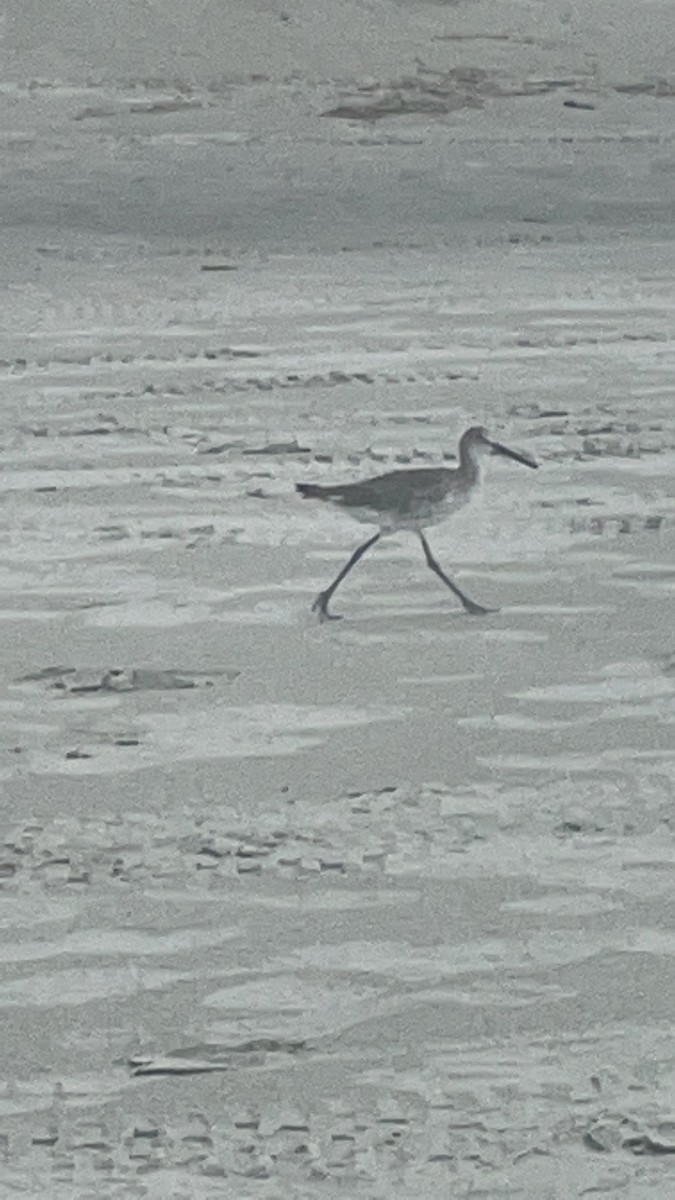 Piro piro semipalmato - ML646691787