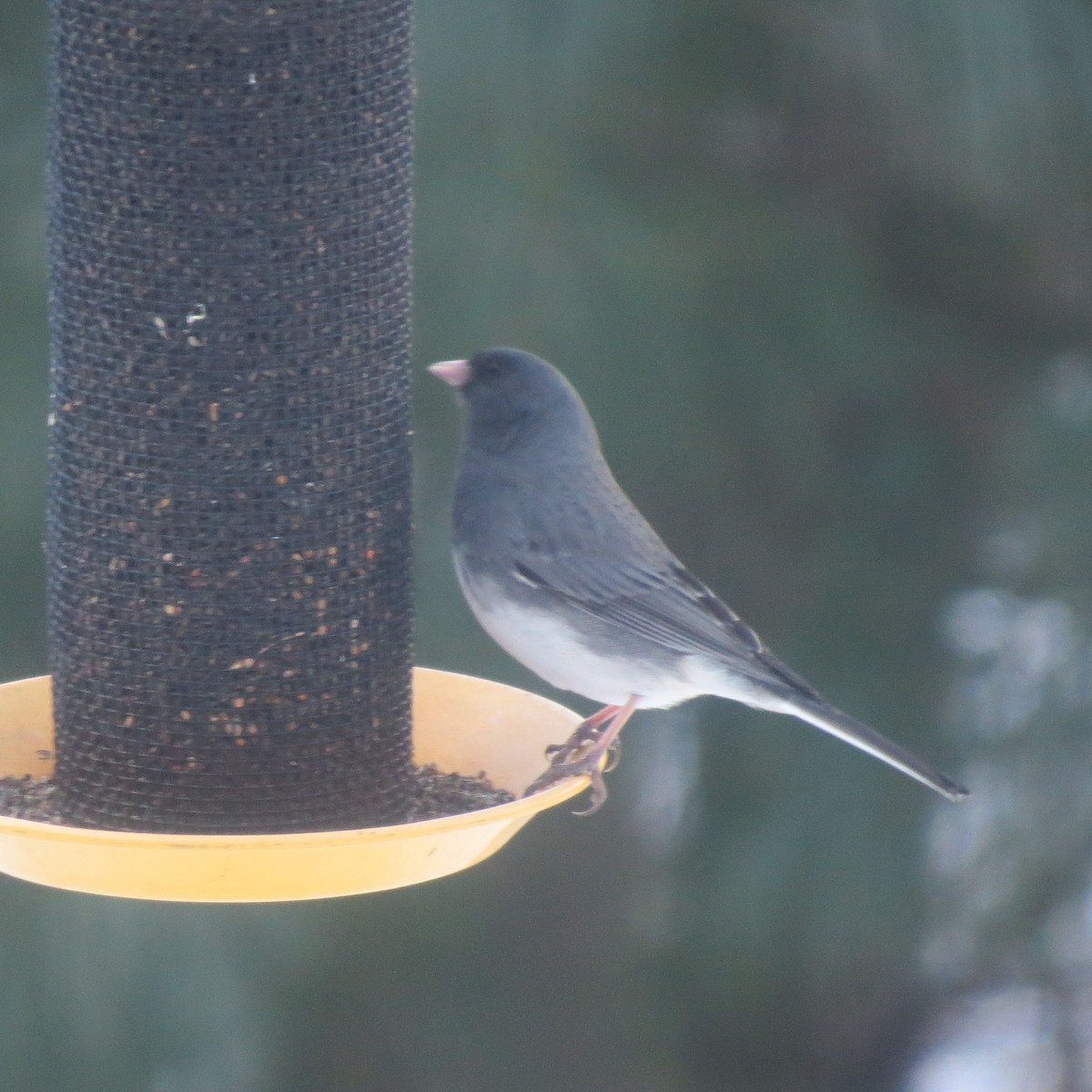 Dark-eyed Junco - ML646691788