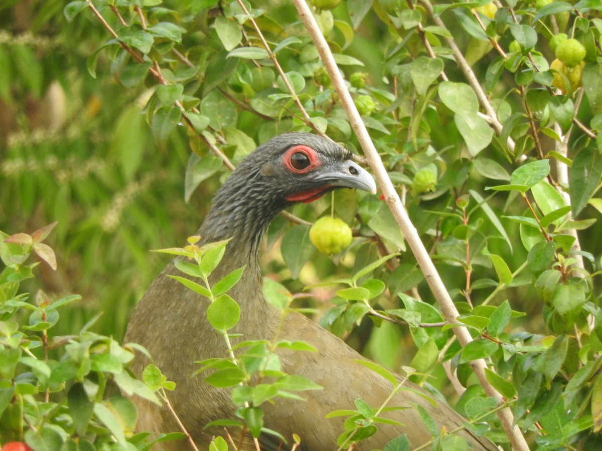 West Mexican Chachalaca - ML646691790