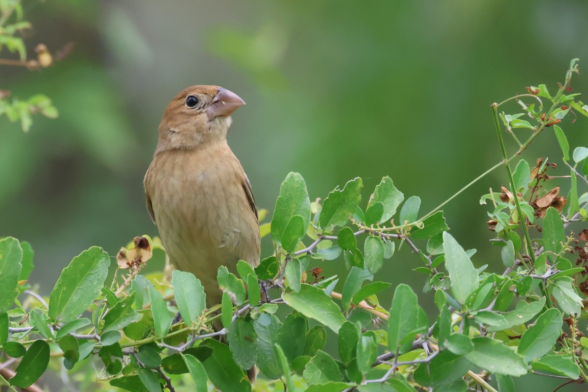 Blue Grosbeak - ML646691791