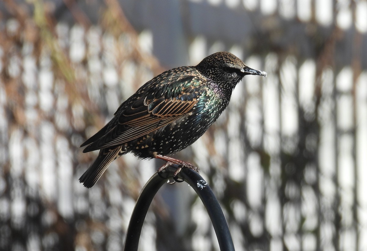 Storno - ML646691792