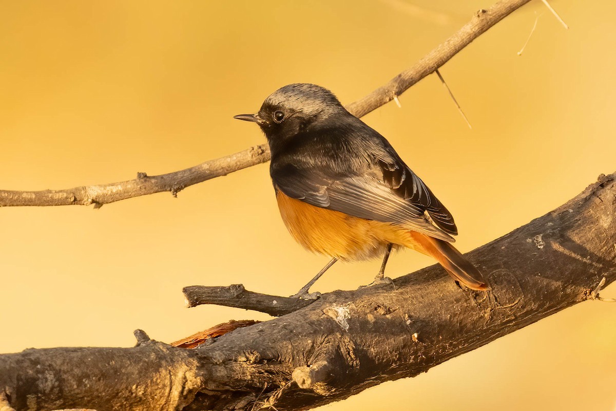 Black Redstart - ML646691793