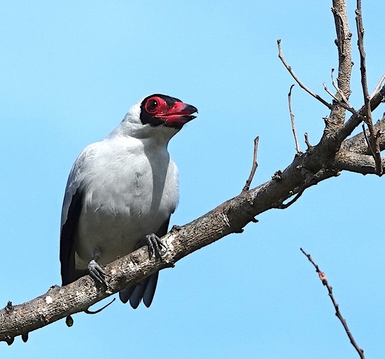 Masked Tityra - ML646691794