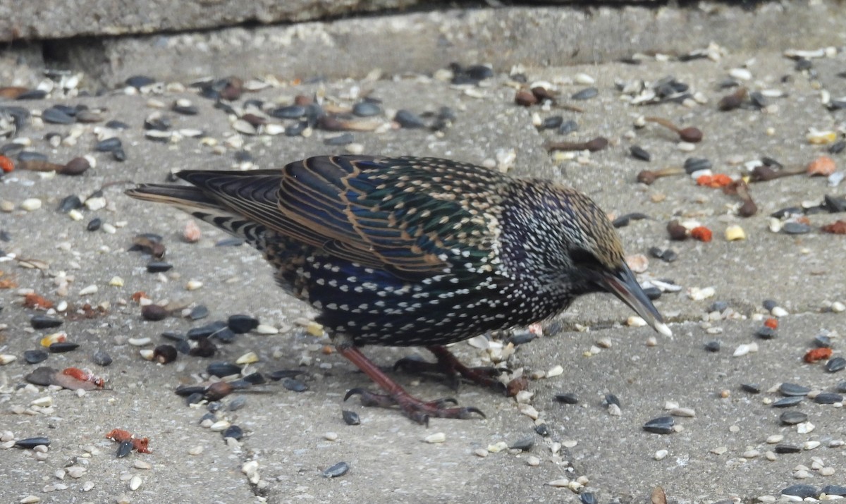 Storno - ML646691795