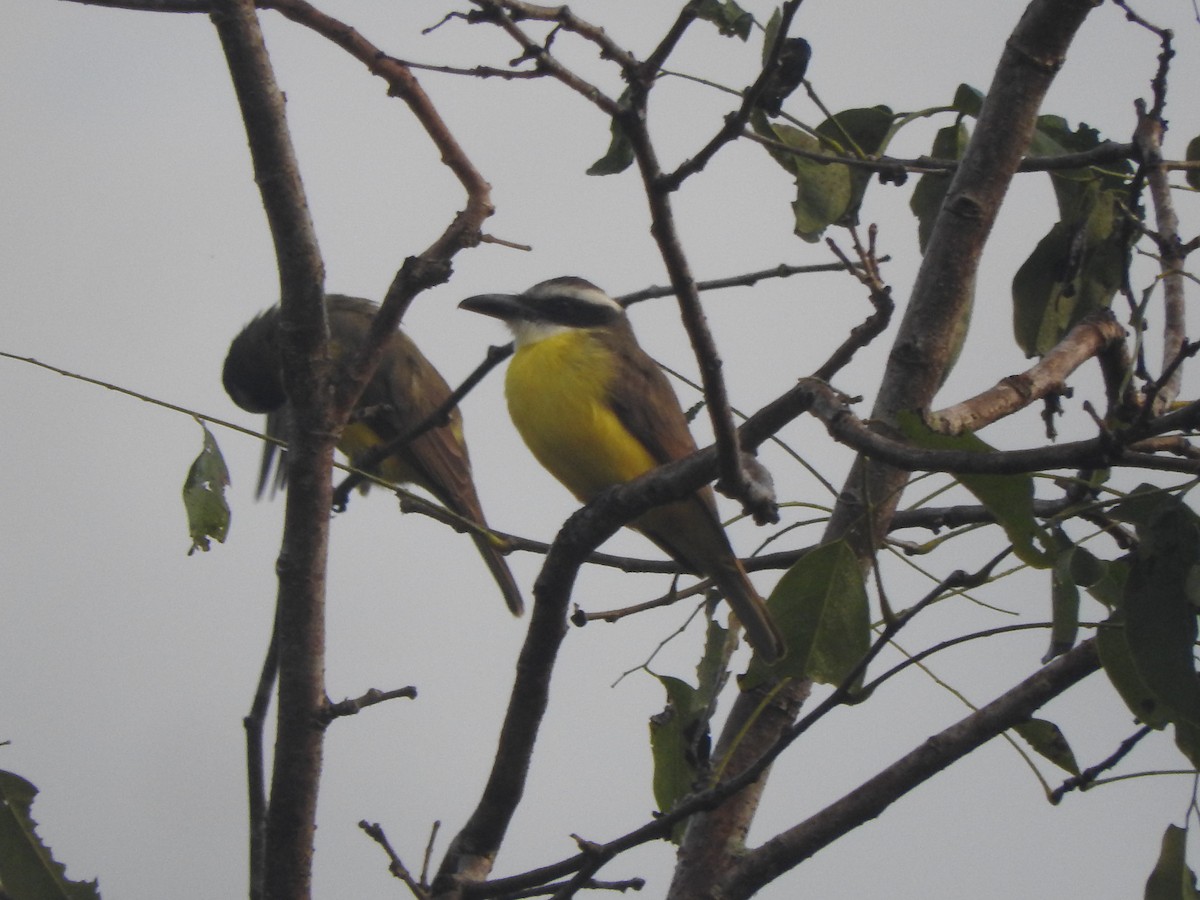 Boat-billed Flycatcher - ML646691796