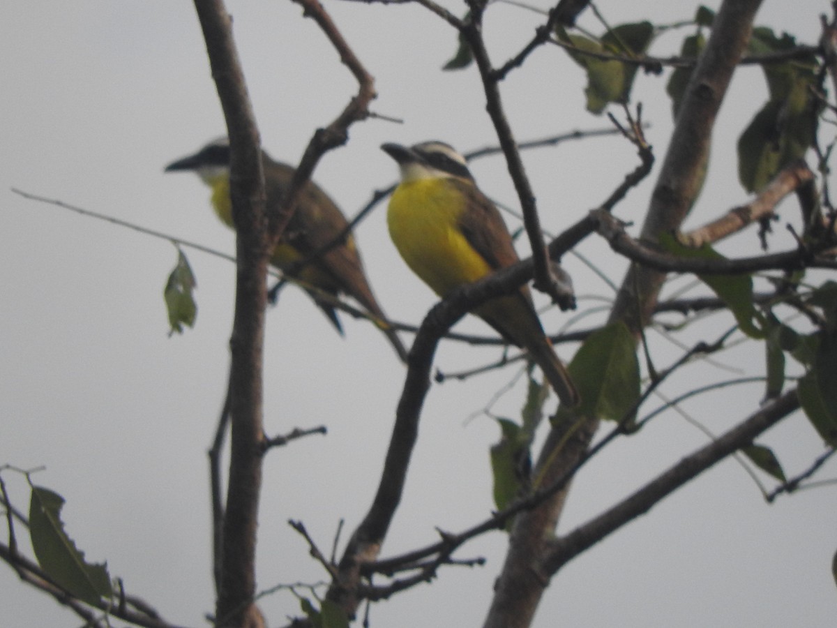 Boat-billed Flycatcher - ML646691797