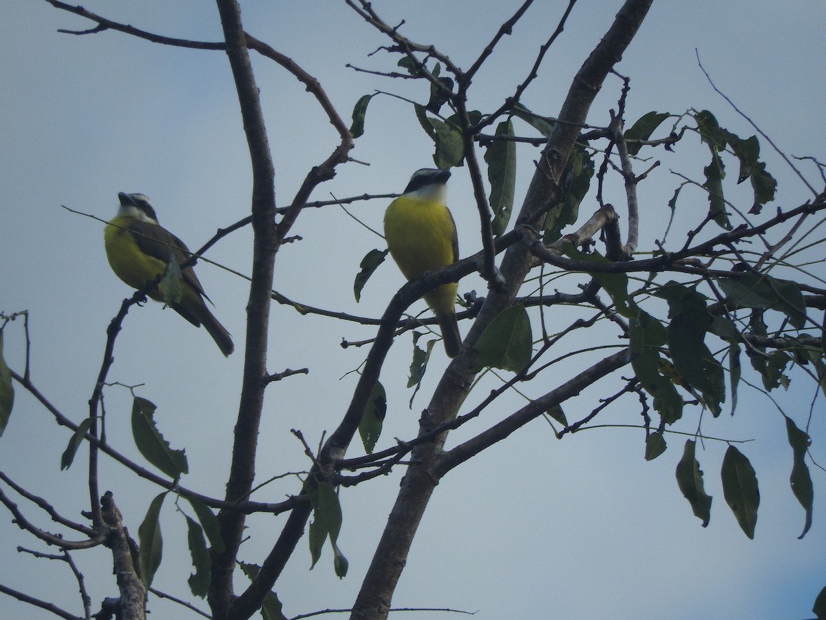 Boat-billed Flycatcher - ML646691798