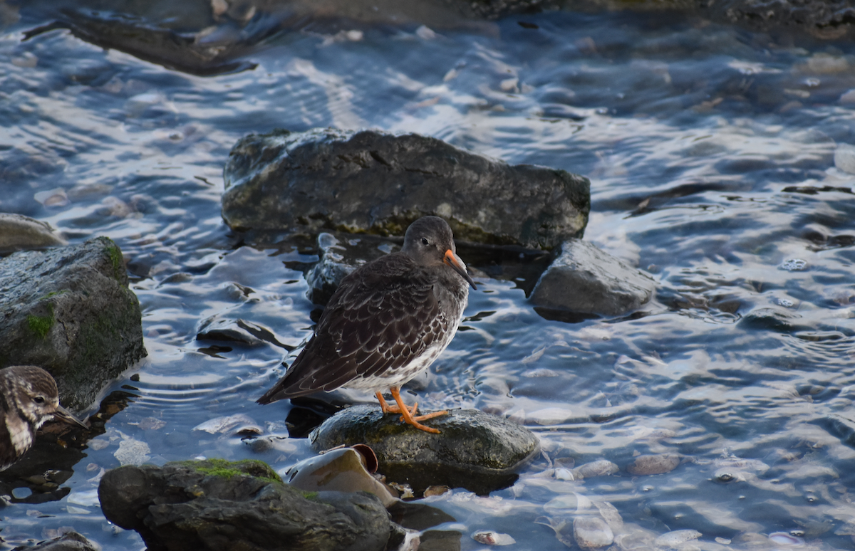 Purple Sandpiper - ML646691800