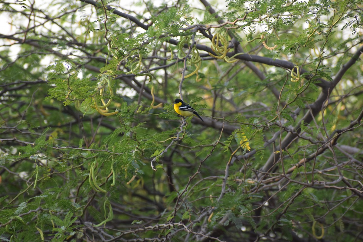 Common Iora - ML646691801