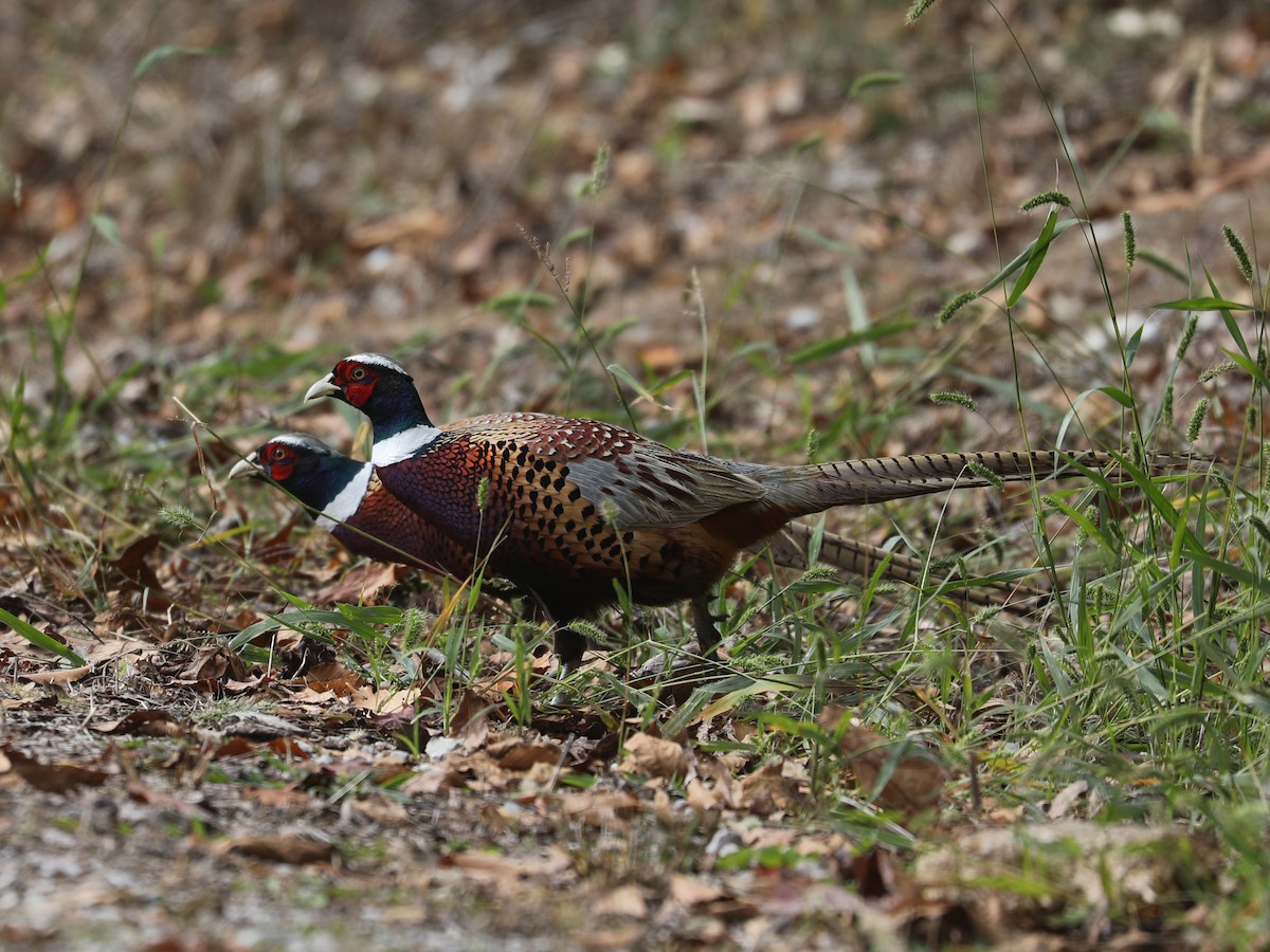 Фазан звичайний - ML646691805