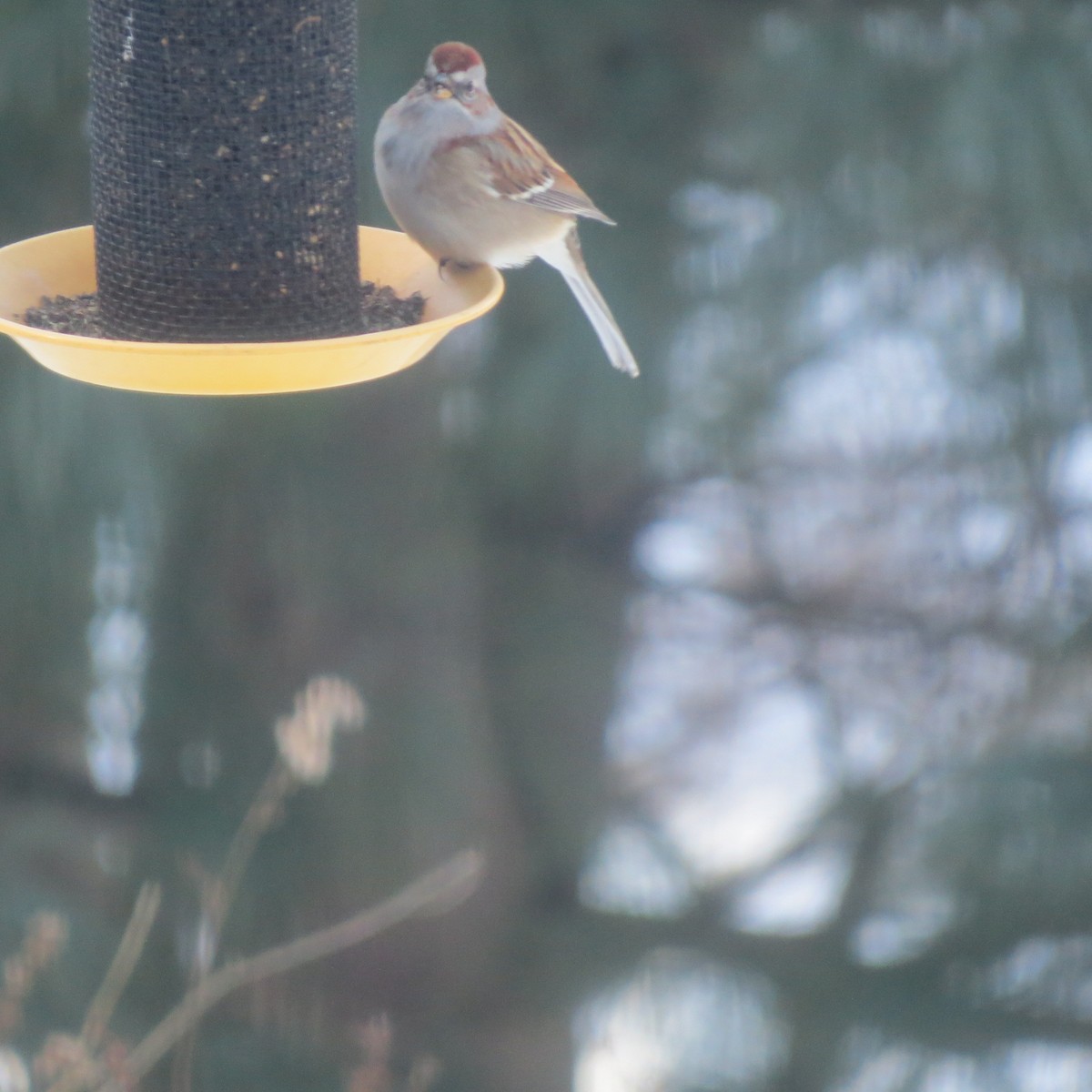 American Tree Sparrow - ML646691807