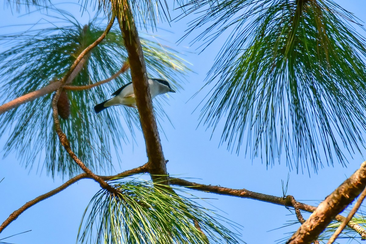 White-browed Shrike-Babbler - ML646691813