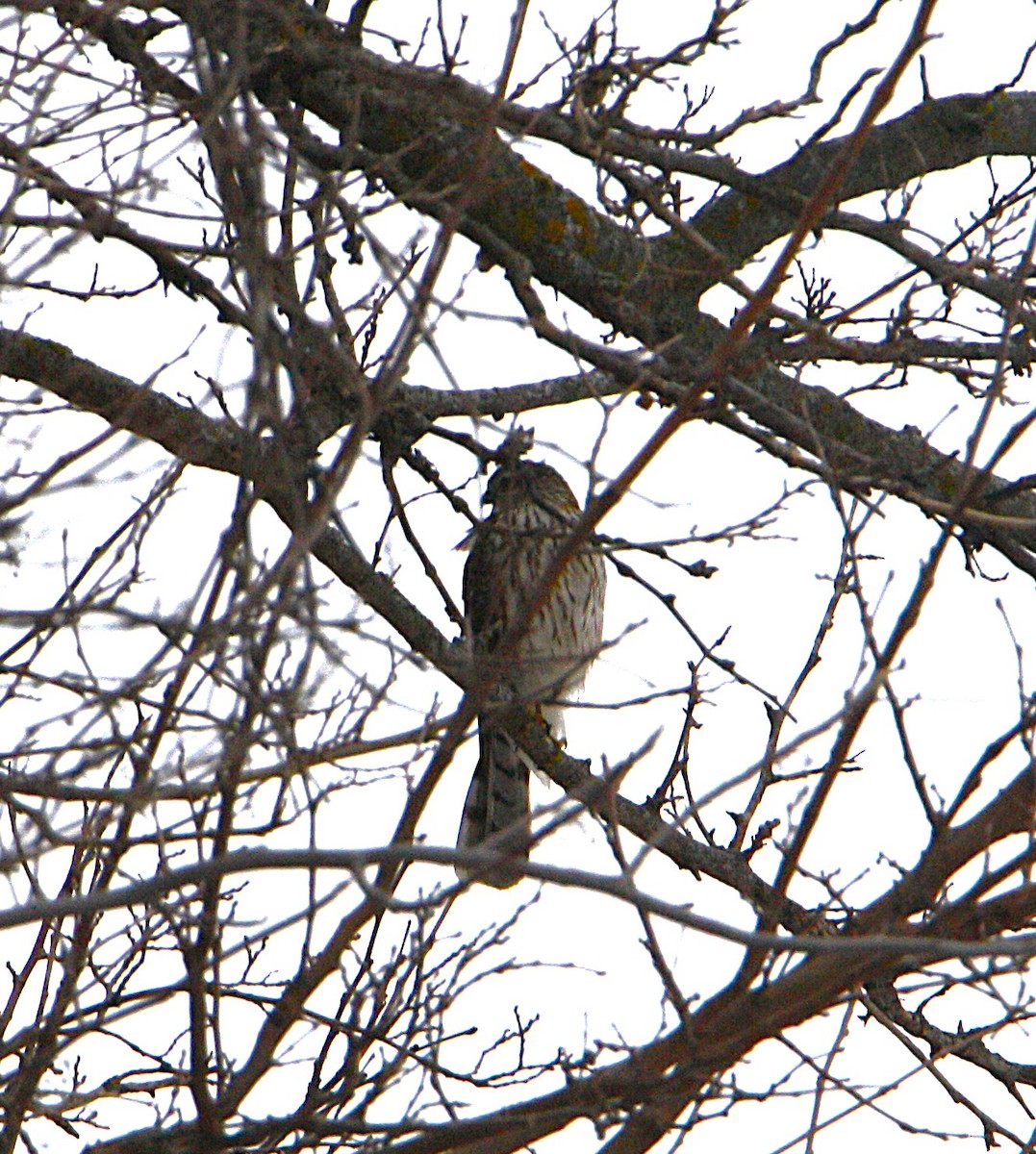 Eckschwanzsperber - ML646691814