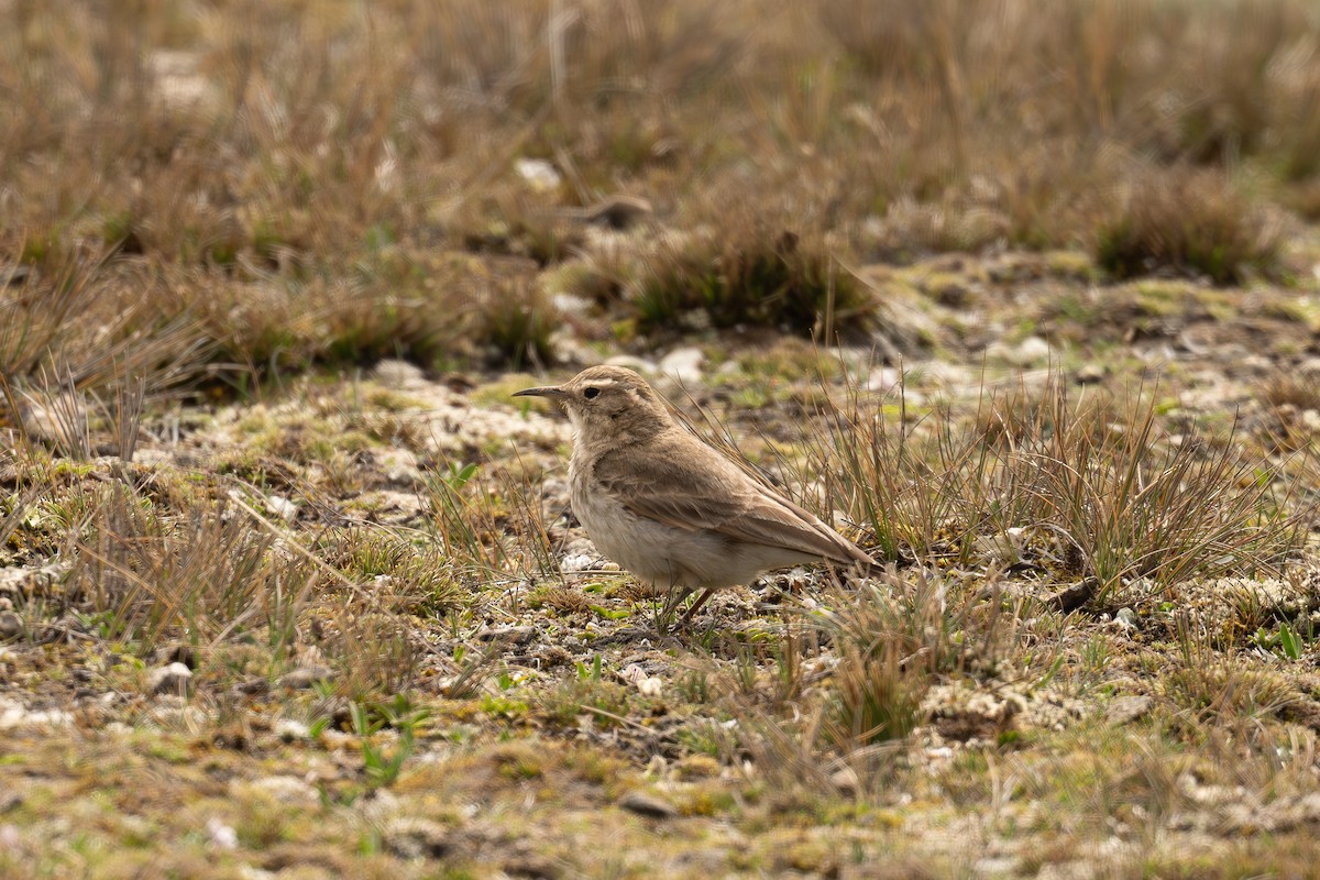 Common Miner - ML646691816