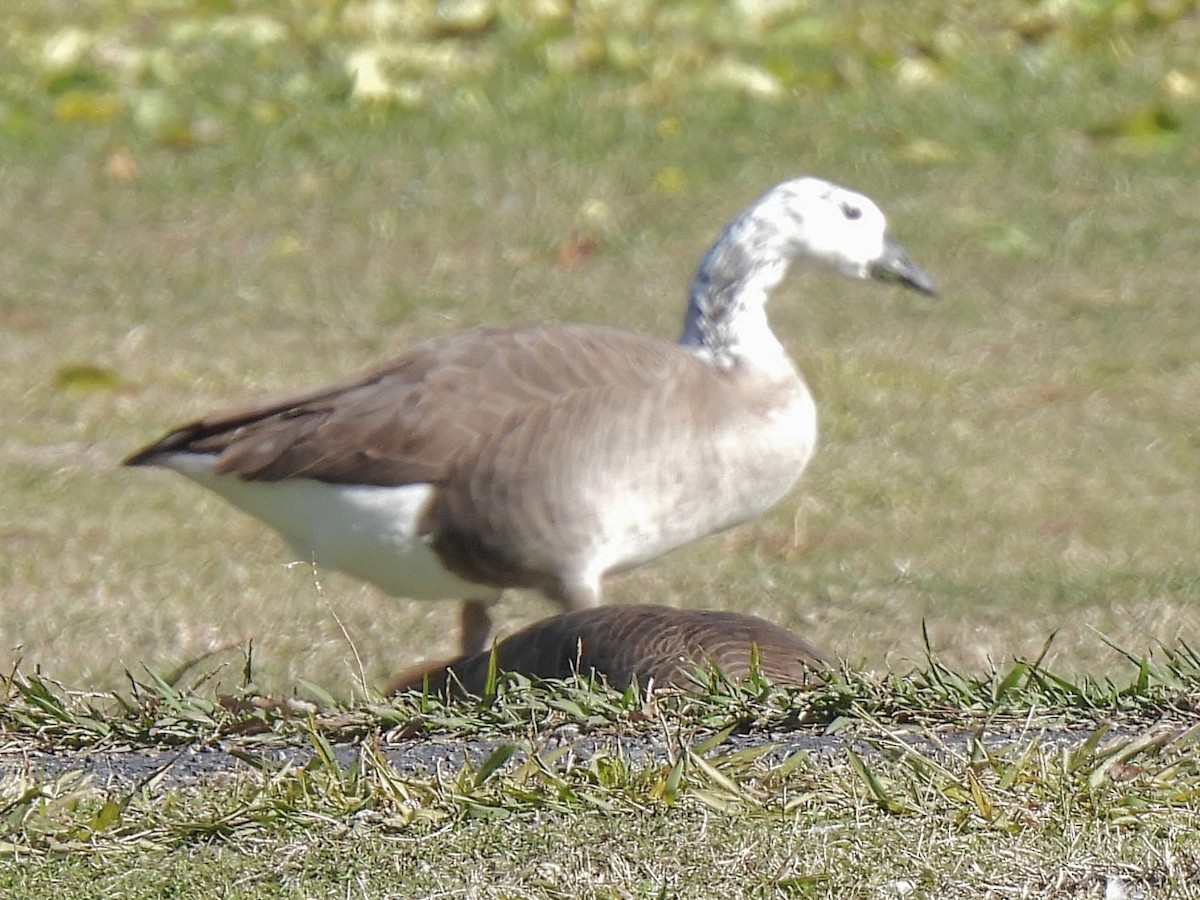 Хошуу галуу - ML646691817