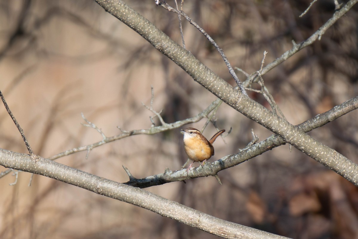 Carolina Wren - ML646691818