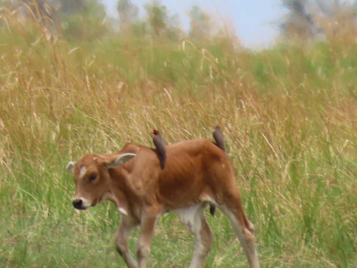 Red-billed Oxpecker - ML646691819