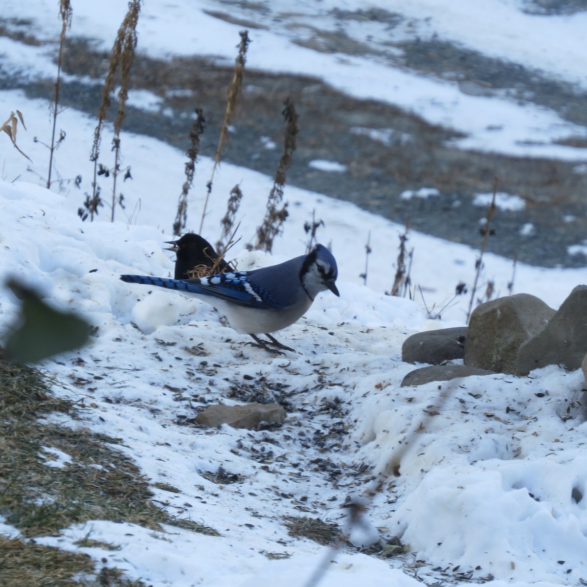 アオカケス - ML646691826