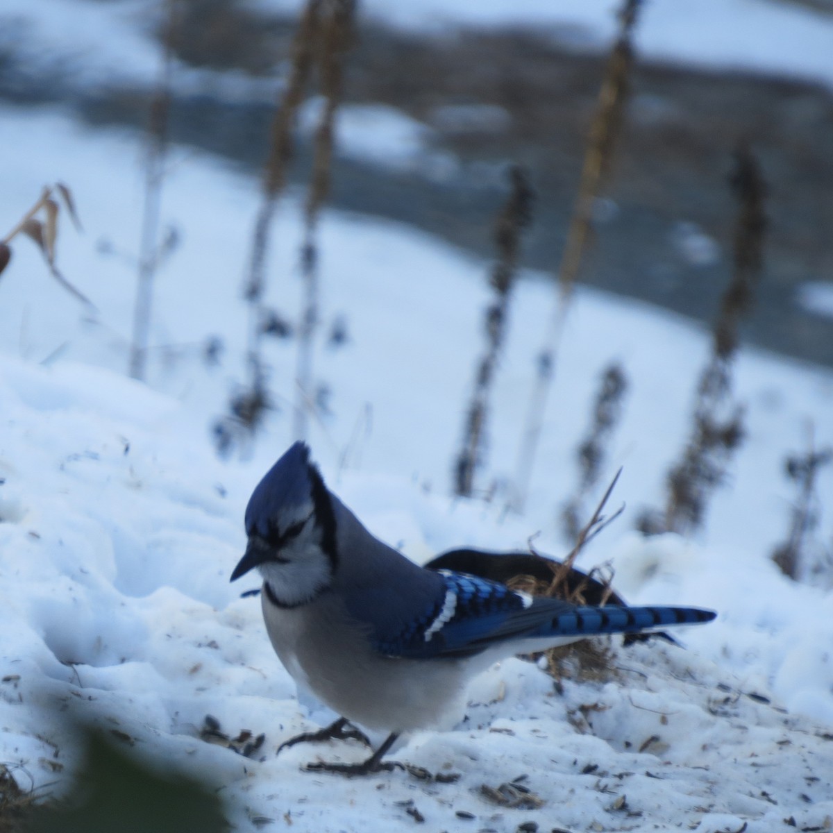 アオカケス - ML646691831