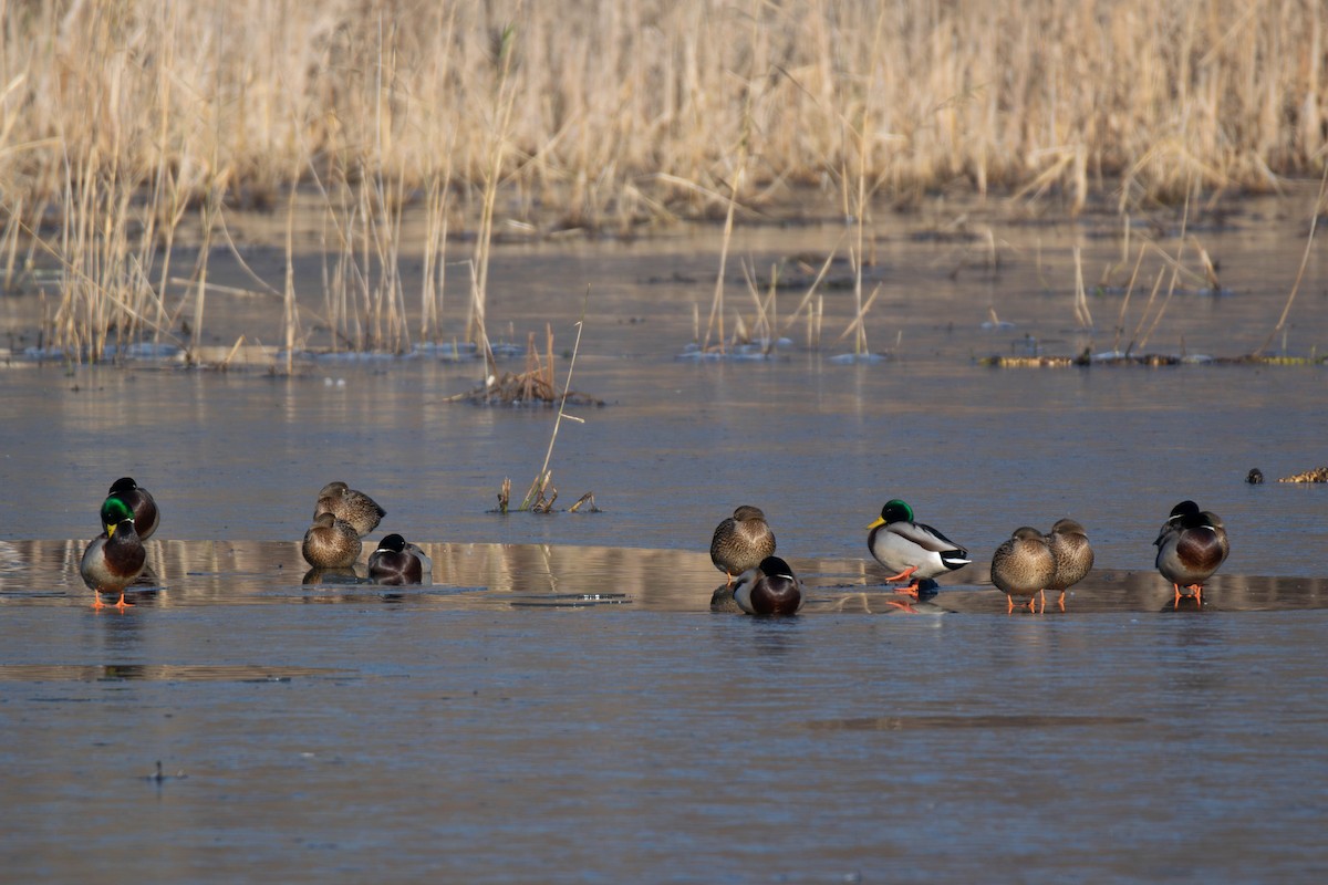 Mallard - ML646691833