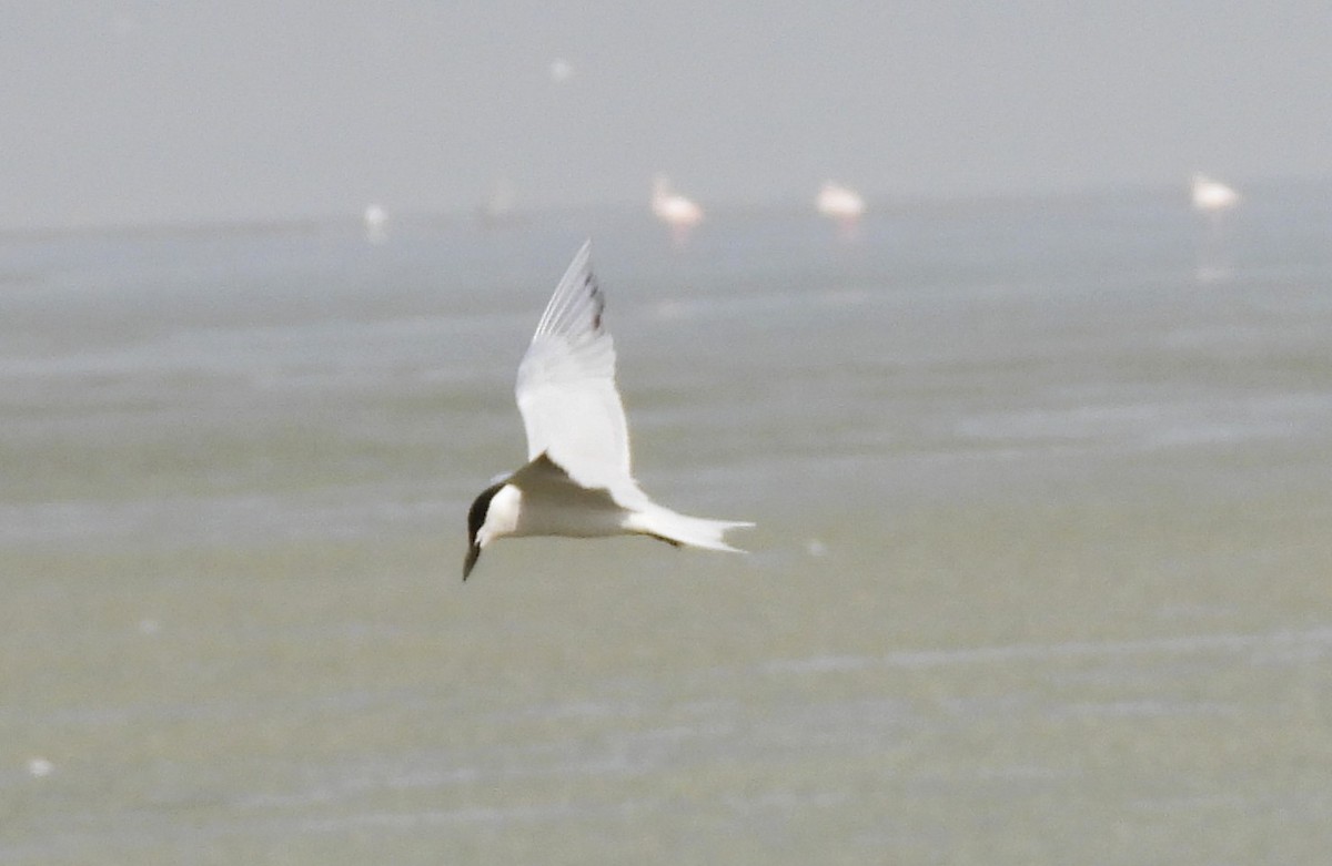 Gull-billed Tern - ML646691834