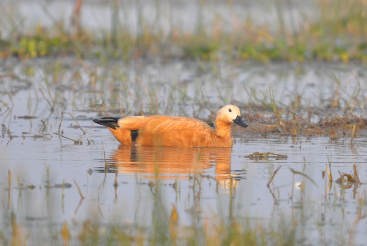 Хондон ангир - ML646691835