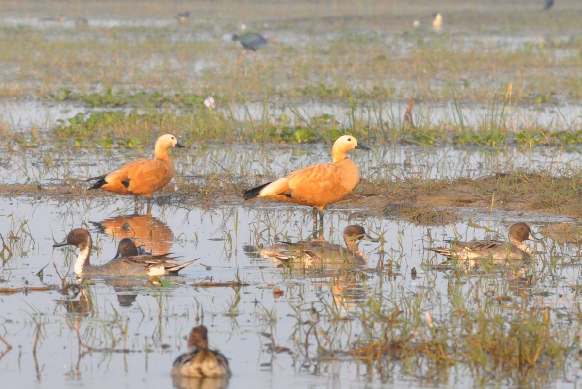 Хондон ангир - ML646691836