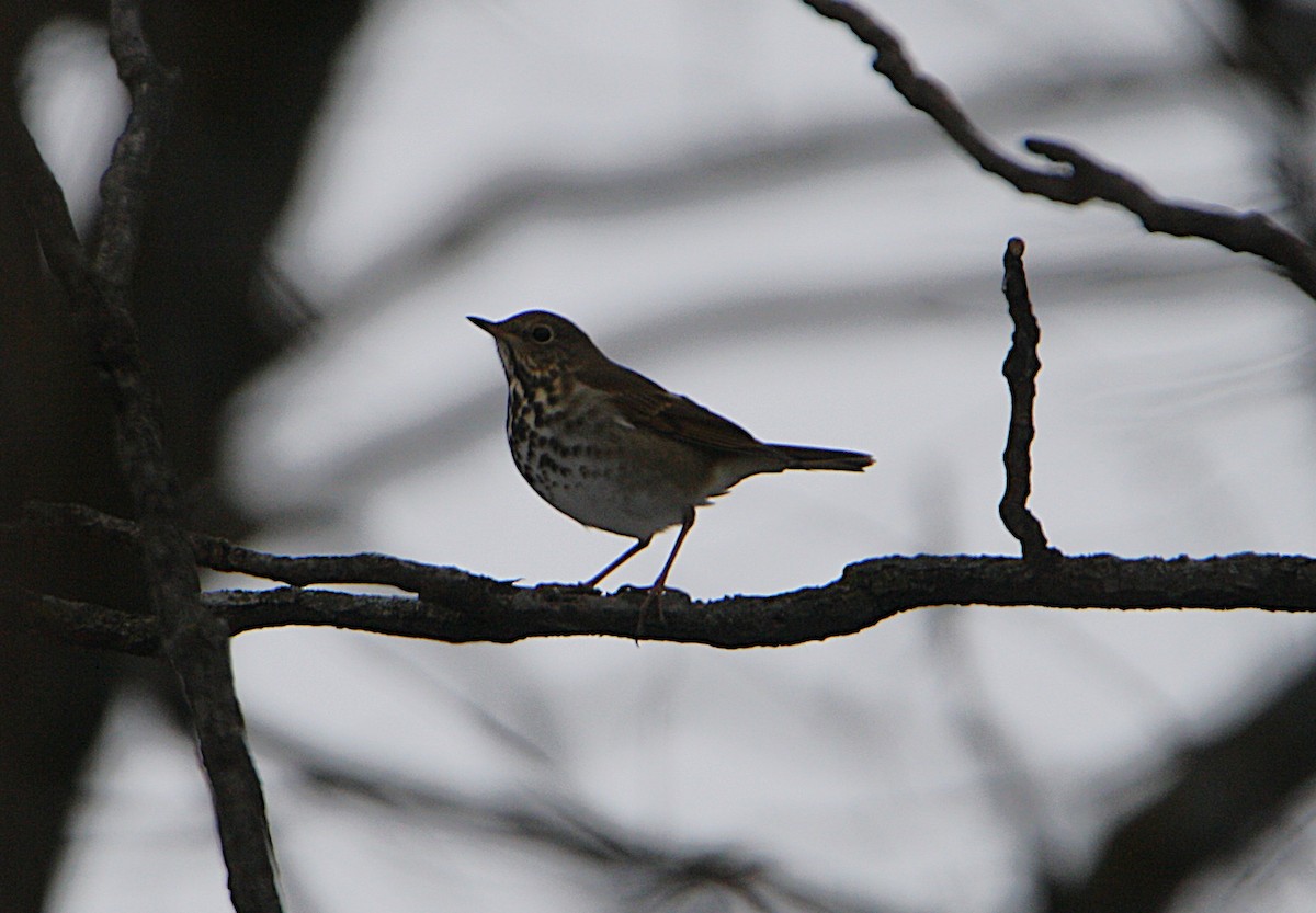 Hermit Thrush - ML646691838