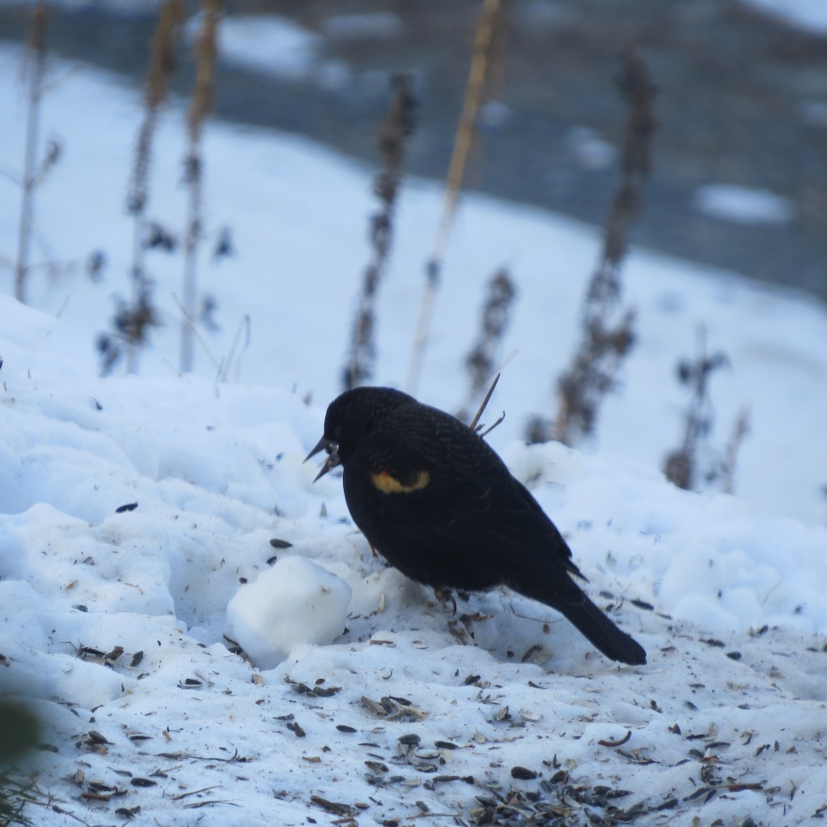 ハゴロモガラス - ML646691840