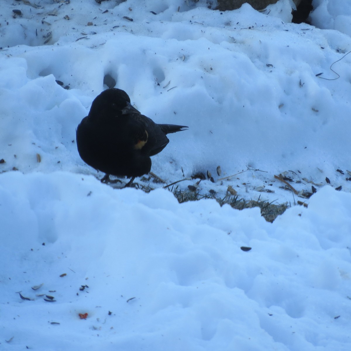 ハゴロモガラス - ML646691843