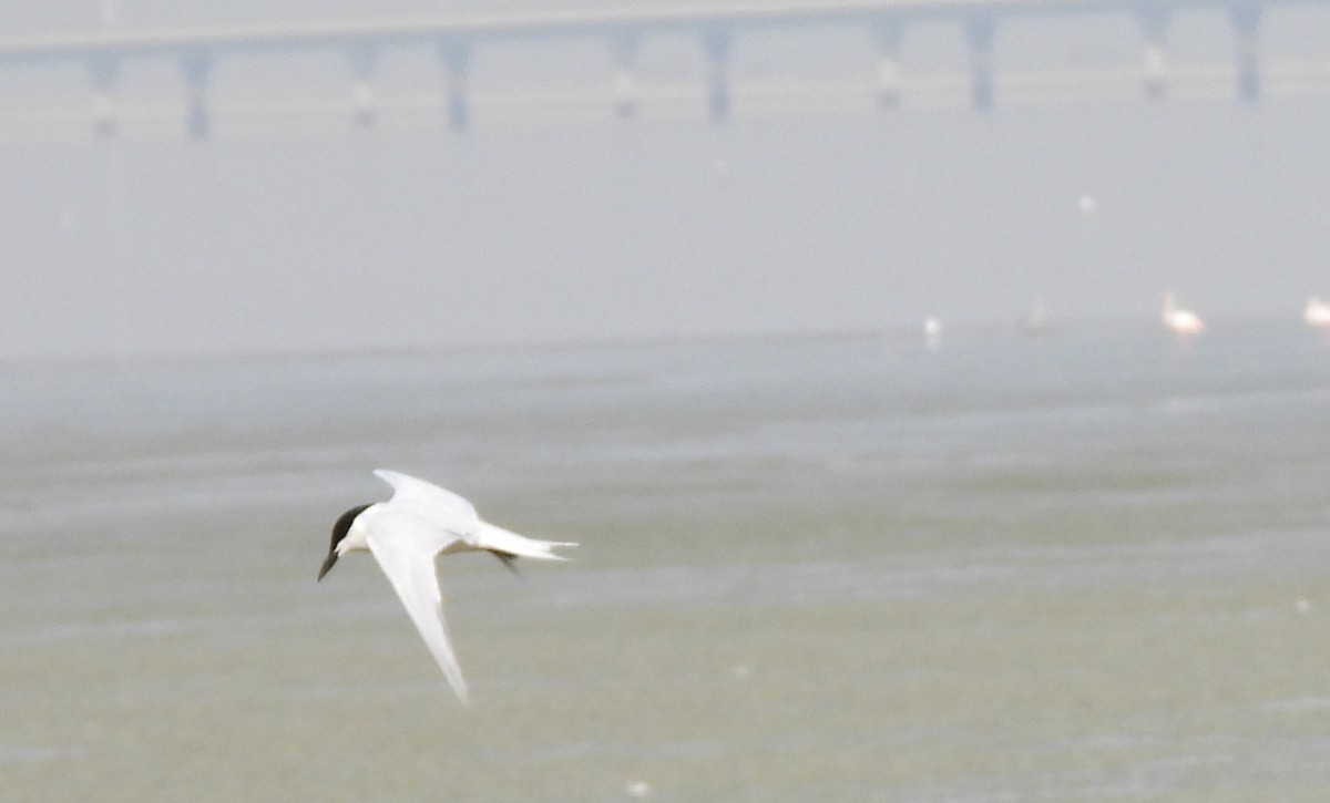 Gull-billed Tern - ML646691844