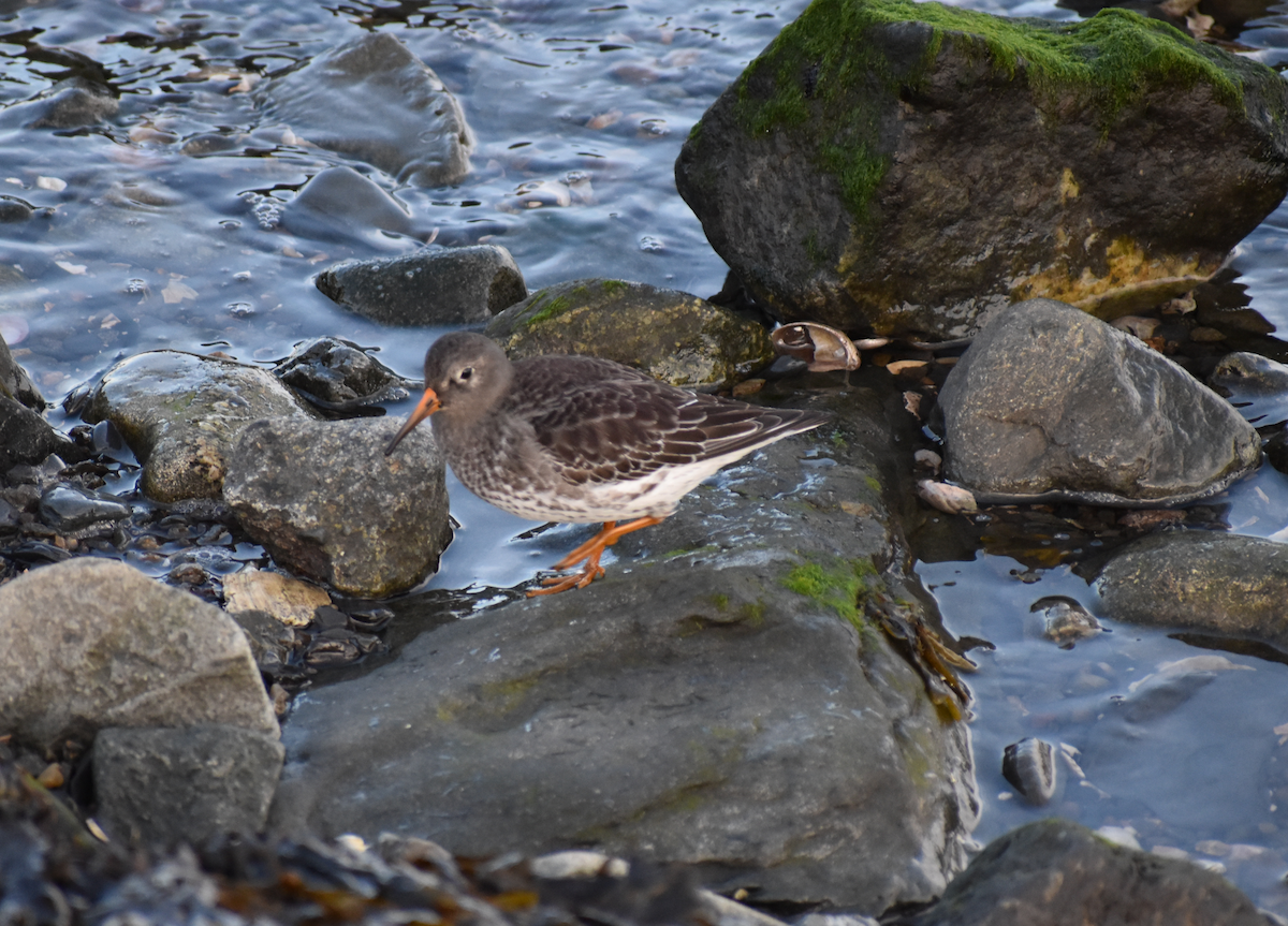 Purple Sandpiper - ML646691846