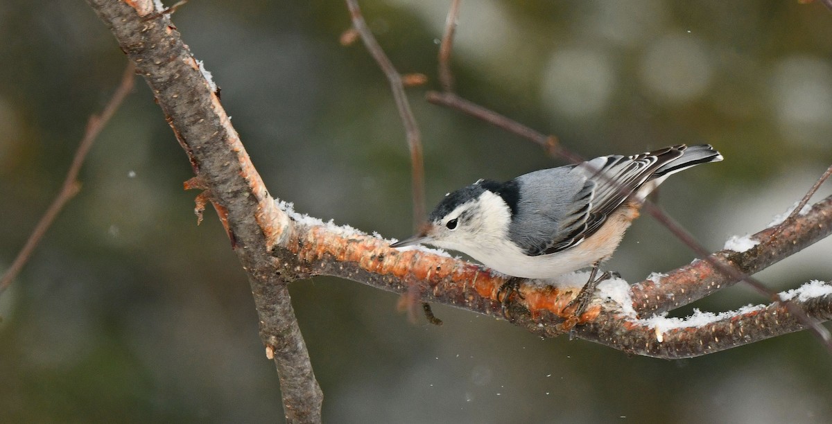 hvitbrystspettmeis - ML646691847