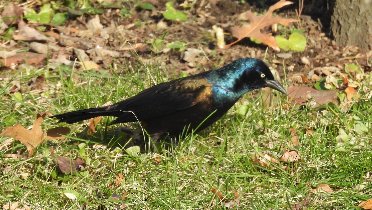 Common Grackle - ML646691848