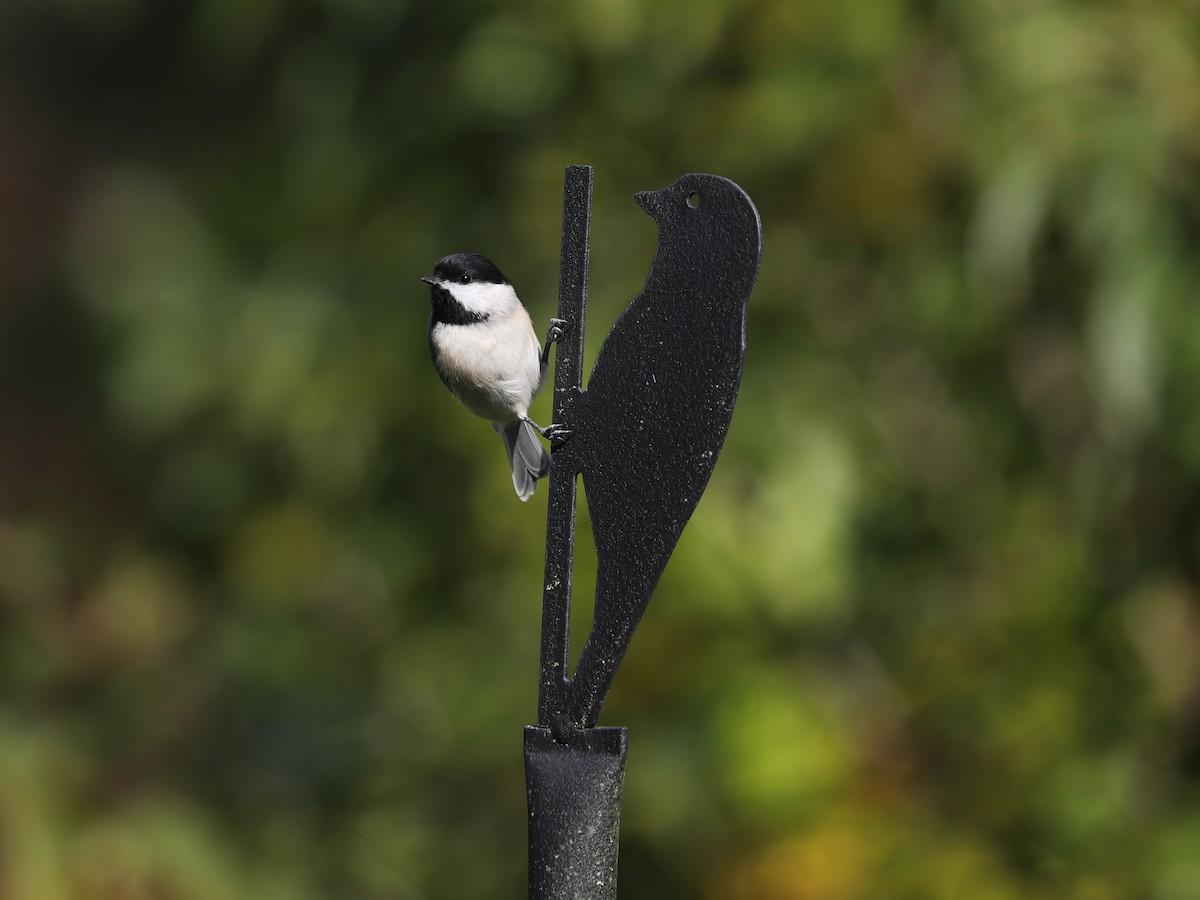 Гаїчка каролінська - ML646691849